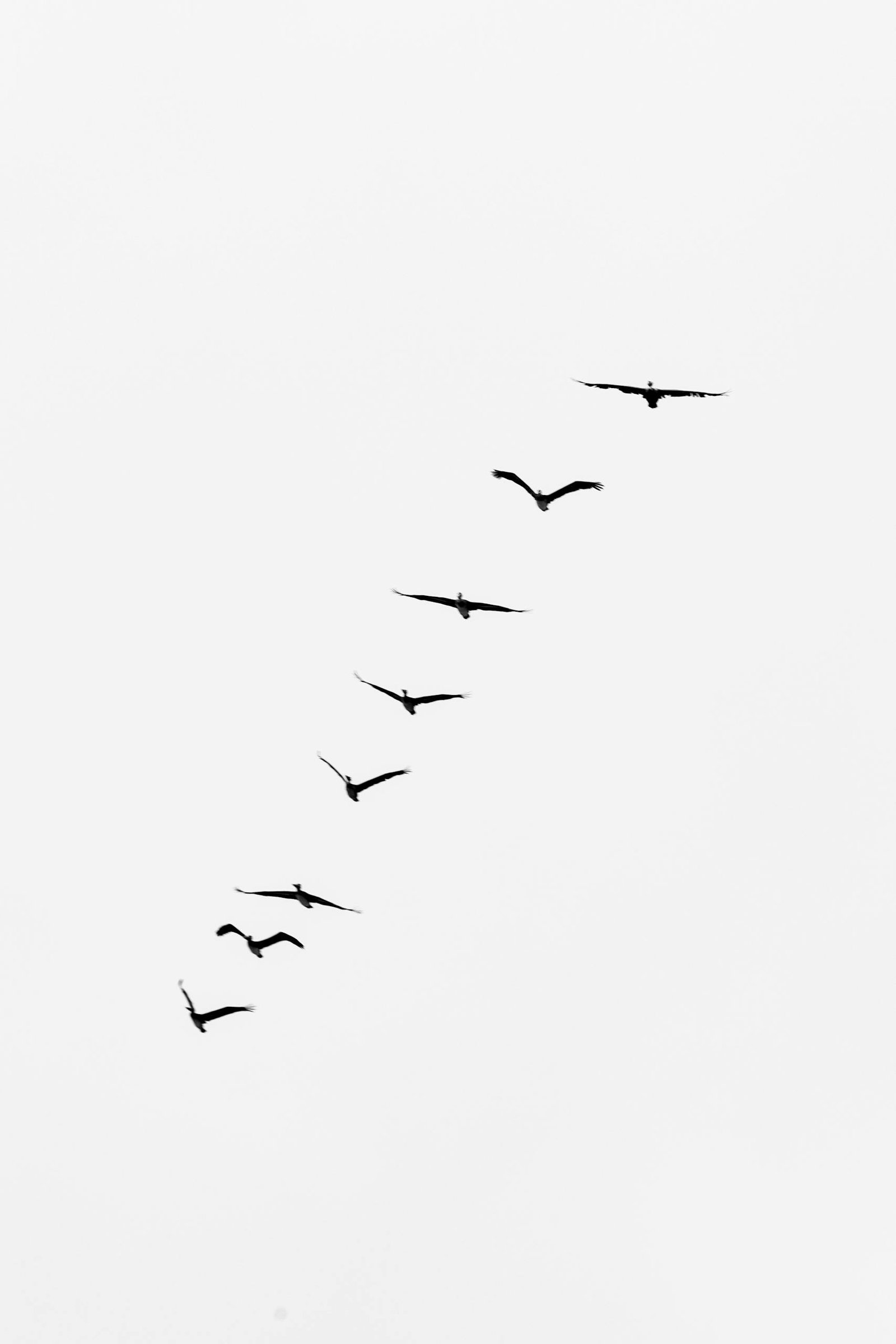 A serene image of birds flying in a V-formation against a gray sky, symbolizing freedom and unity.